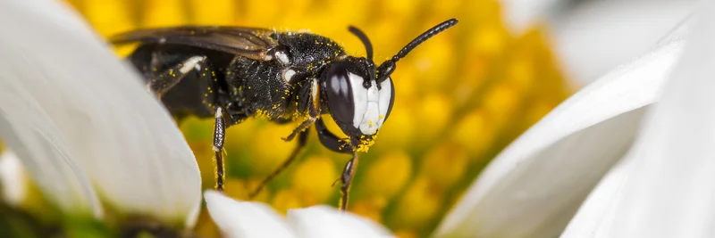 Rainfarn Maskenbiene sitzt auf einer Blüte.