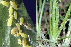 Gierschblattlaus (Cavariella aegopodii)