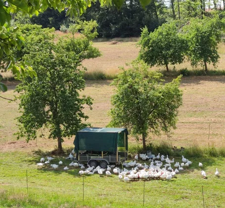 Auf dem Hof Woeste werden Hühner und Gänse auf Streuobstwiesen gehalten. Klick führt zu Großansicht in neuem Fenster.