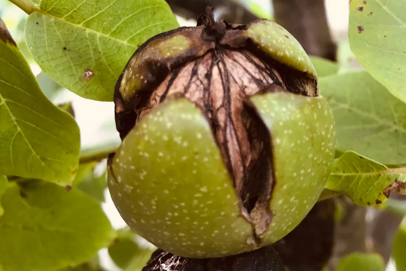 Reife Walnussfrucht am Baum. Klick führt zu Großansicht im neuen Fenster.