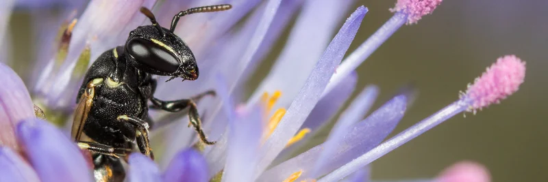 Linien-Maskenbiene (Hylaeus lineolatus)