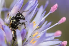 Linien-Maskenbiene (Hylaeus lineolatus SCHENCK, 1861)
