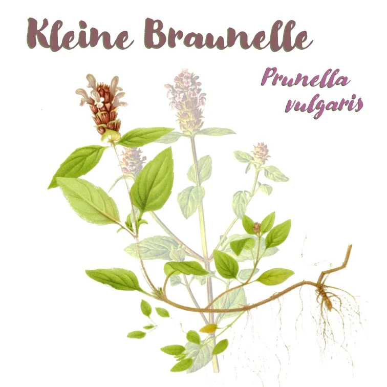 Grafische Darstellung der kleinen Braunelle. Klick führt zu Großansicht im neuen Fenster.