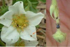 Stärkung der Ertragssicherheit und Rentabilität im biologischen Erdbeeranbau durch Regulierung des Erdbeerblütenstechers (Anthonomus rubi)