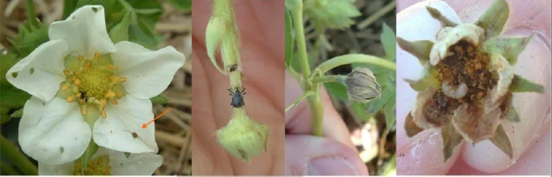 Stärkung der Ertragssicherheit und Rentabilität im biologischen Erdbeeranbau durch Regulierung des Erdbeerblütenstechers (Anthonomus rubi)