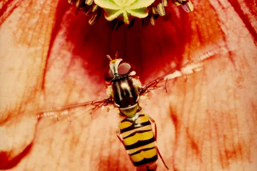 Episyrphus balteatus