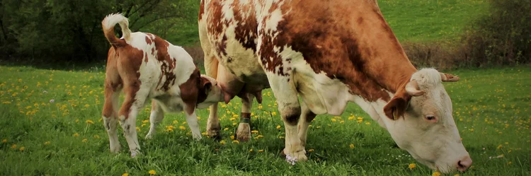 Braunweiße Kuh mit Kalb auf der Weide.