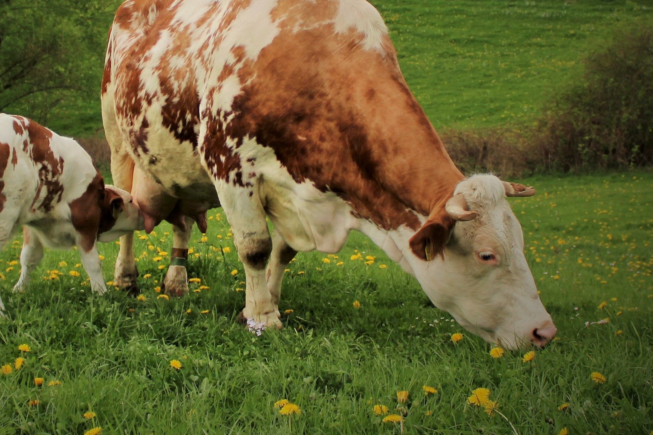 Braunweiße Kuh mit Kalb auf der Weide