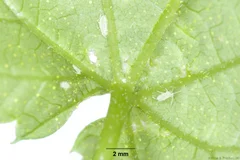 Hopfenblattlaus Nymphen