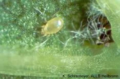 Typhlodromus pyri (Raubmilbe)