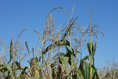 Welches Potenzial haben Maispopulationen?