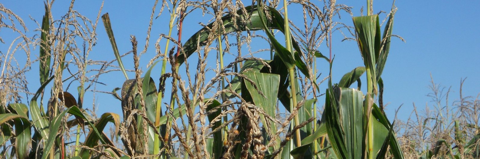 Unterschiedliche Pflanzen einer Maispopulation