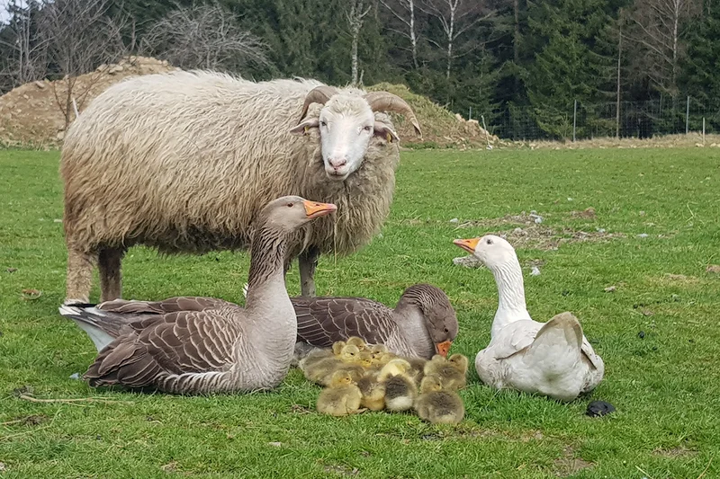 Schaf mit Gänsen
