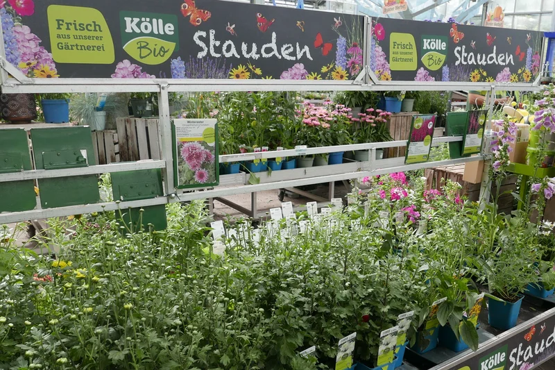 Bio-Zierpflanzen in Verkaufsregal. Klick führt zu Großansicht in einer Lightbox. Zum Schließen der Lightbox ESC drücken.