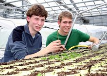Zwei junge Männer pflanzen Basilikum-Pflanzen in Töpfe. Klick führt zu Großansicht im neuen Fenster.