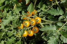 Freilandtomaten als neue Kultur für Gemüse-Betriebe: Das Projekt OekoTom