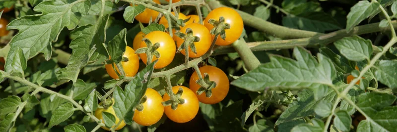Freilandtomate
