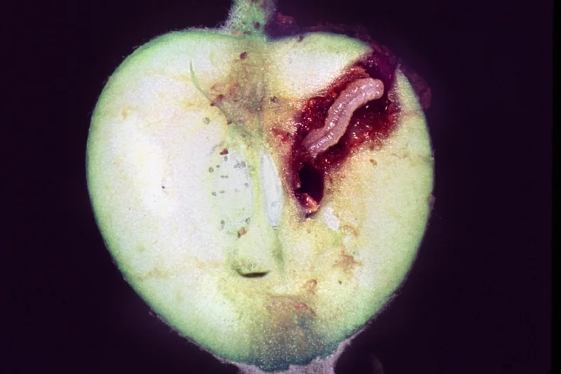 Apfelsägewespe in Apfel. Zum Vergrößern Klicken.