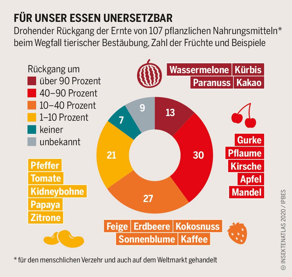 Grafik Ernterückgang ohne Insekten. Klick führt zu Großansicht in neuem Fenster.