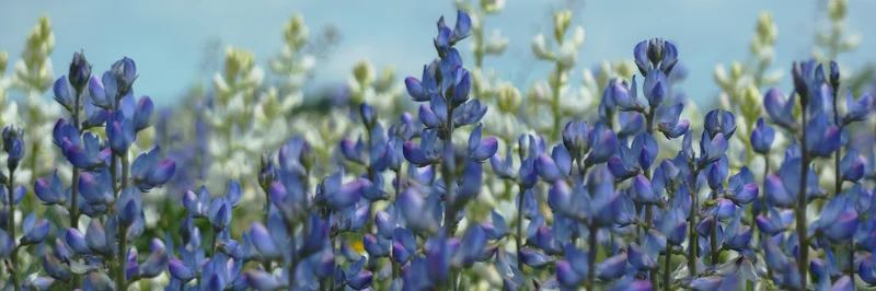Blaue Lupinen