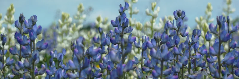 Blaue Lupinen