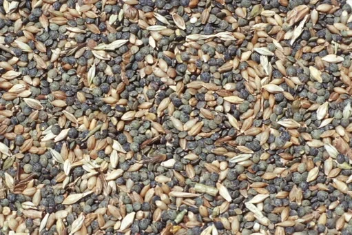 Linsen und Gerstenkörner