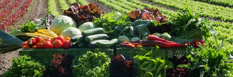 Gemüse im Vordergrund, Salatfelder im Hintergrund