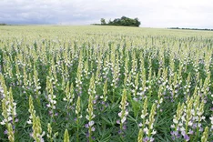 Anbau der Blauen Lupine in der Praxis – ökologisch und konventionell