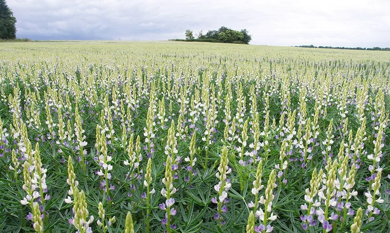 Anbau der Blauen Lupine in der Praxis – ökologisch und konventionell