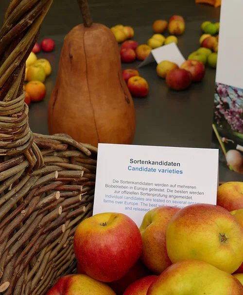 Äpfel im Korb mit Schild. Klick führt zu Großansicht in neuem Fenster.