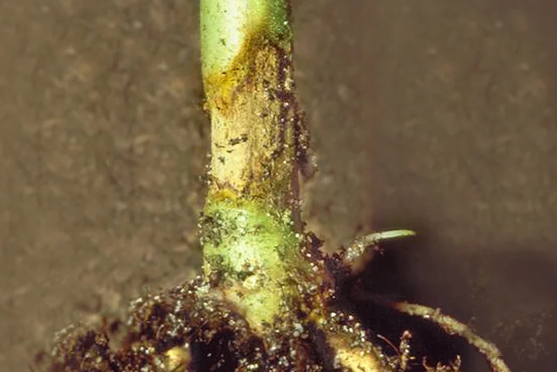 Auflaufkrankheiten (Fusarium solani, Rhizoctonia solani, Pythium spp.)