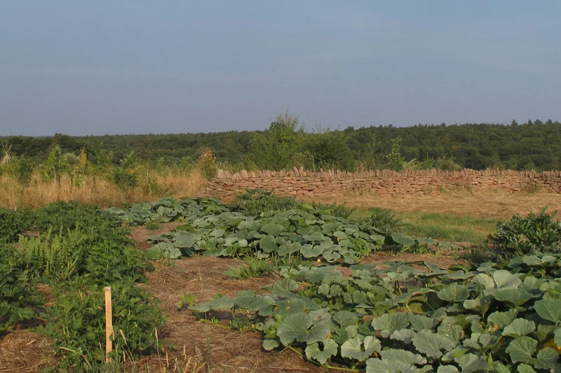 Zu sehen ist ein Heubeet mit Kartoffeln, Kürbis und Zucchini im Vordergrund, mit angrenzendem essbaren Wald, Wildobsthecken und Naturstein-Biotop im Hintergrund. Klick führt zu Großansicht in einer Lightbox. Zum Schließen der Lightbox ESC drücken.
