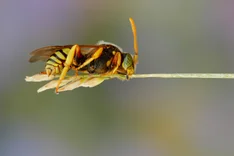 Langkopf-Wespenbiene (Nomada sexfasciata, PANZER 1799)
