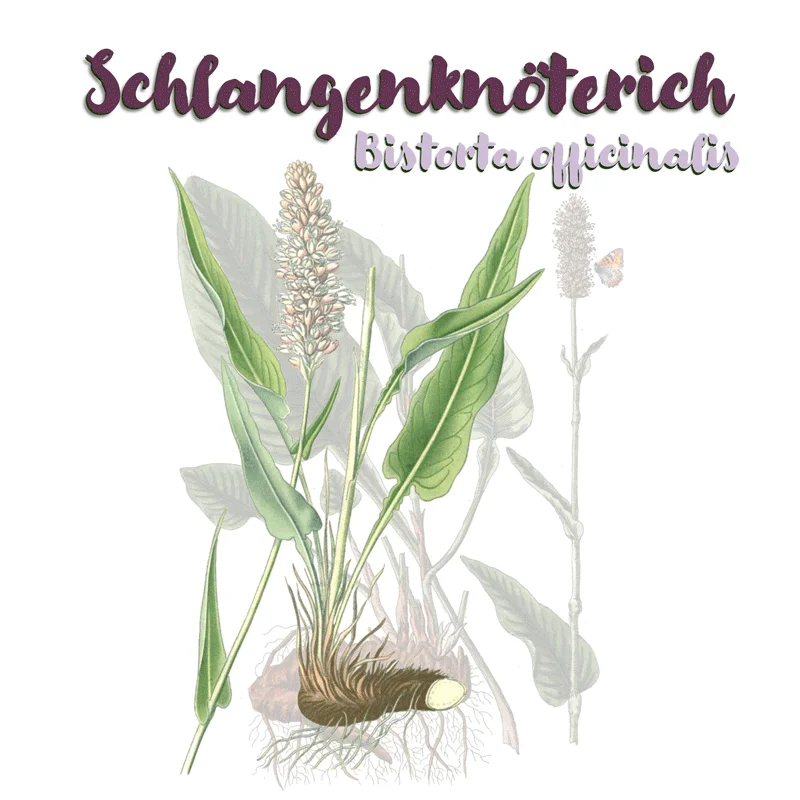 Zeichnung des Schlangenknöterich. Klick führt zu Großansicht in neuem Fenster.