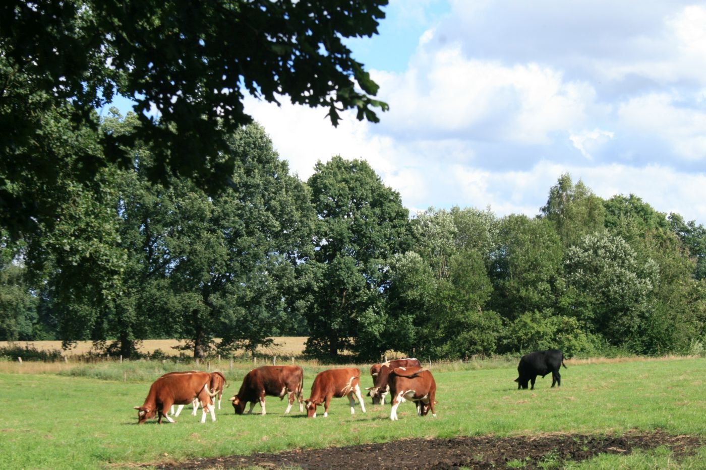 Braune Kühe auf der Weide