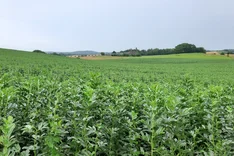 Ackerbohnen erfolgreich anbauen