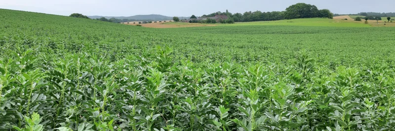 Ackerbohnenfeld.