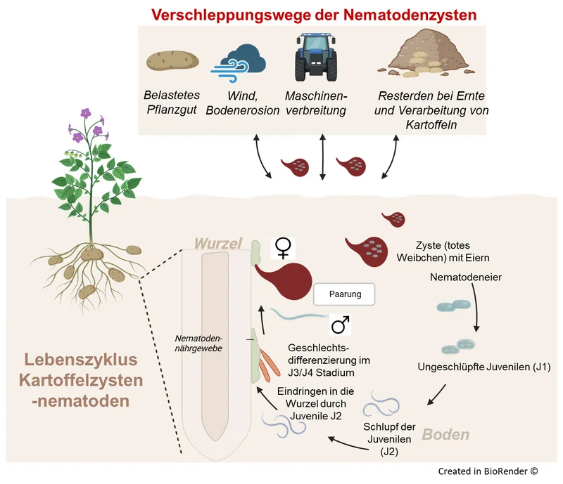 Grafik: Lebenszyklus und Verschleppungswege von Kartoffelzystennematoden. Klick führt zu Großansicht in neuem Fenster.