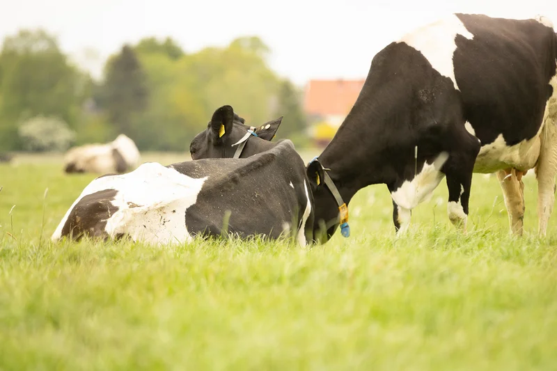 Kühe auf der Weide. Foto: Pro Weideland