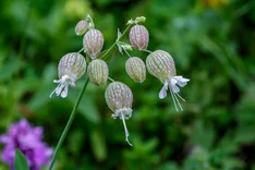 Pflanze des Monats Mai 2024: Taubenkropf-Leimkraut (Silene vulgaris)