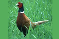 Fasan, Jagdfasan (Phasianus colchicus)