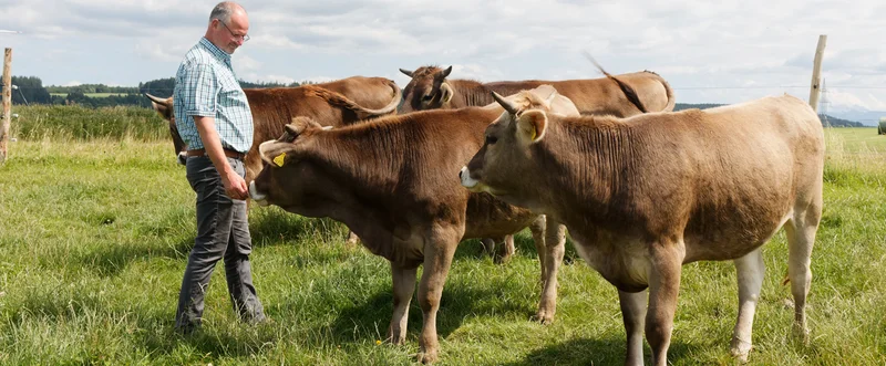 Landwirt mit Rind auf der Weide.