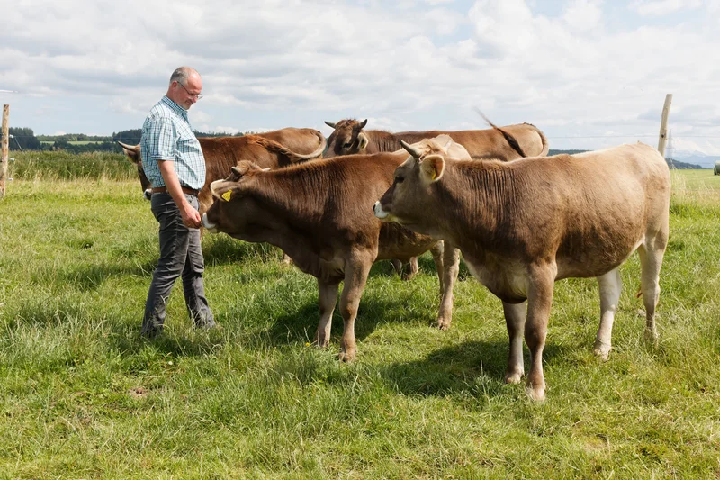 Landwirt mit Rind auf der Weide. 