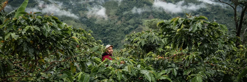 Kaffeebauer inmitten seiner Plantage in Peru
