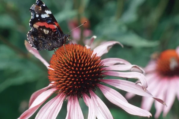 Schmetterling auf Blume.