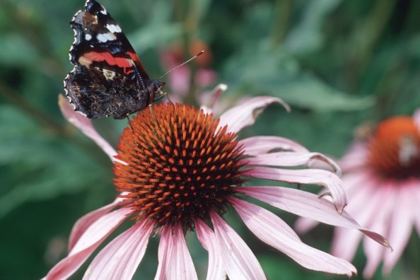 Schmetterling auf Blume.