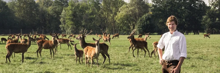 Rotwild auf der Wiese