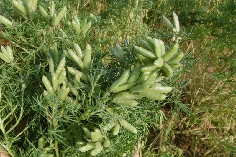 Lupine mit vielen Hülsen. Klick führt zu Großansicht im neuen Fenster.