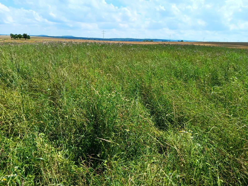 Feld mit Platterbse im Gemengeanbau mit Hafer.