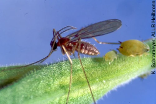 Aphidoletes aphidimyza. Klick führt zu Großansicht in neuem Fenster.